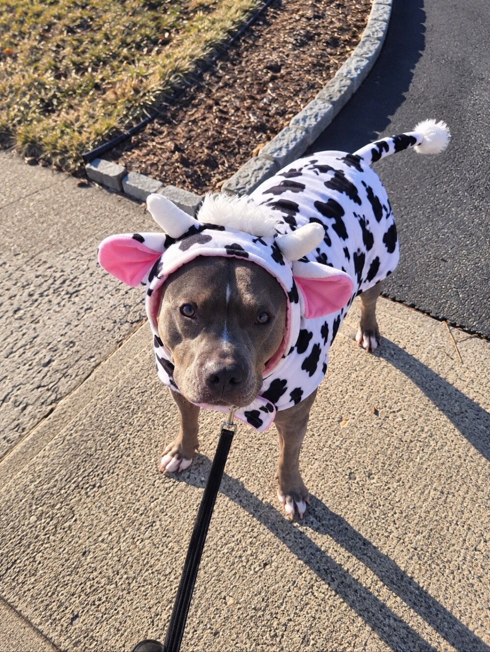 Skull & Bones XXL Cow Dog Halloween Costume Black White Pink Udder